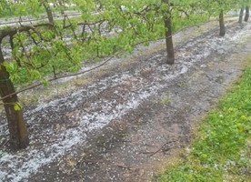 Η ΕΟΑΣΝΛ για τις ζημιές από την χαλαζόπτωση